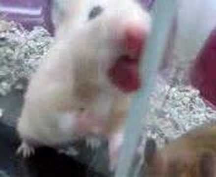 hamsterfreeporn|hamster videos .